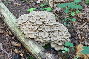Choroš oříš - Polyporus umbellatus (Pers.) Fr. 1821
