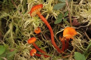 Voskovka lišková - Hygrocybe cantharellus (Schwein.) Murrill 1911