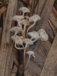 Helmovka Bellové - Mycena belliarum (Johnst.) P.D. Orton 1960