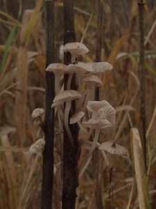 Helmovka Bellové - Mycena belliarum (Johnst.) P.D. Orton 1960