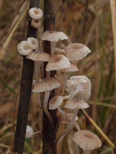 Helmovka Bellové - Mycena belliarum (Johnst.) P.D. Orton 1960