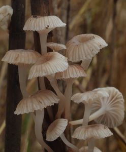 Helmovka Bellové - Mycena belliae (Johnst.) P.D. Orton 1960