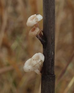 Helmovka Bellové - Mycena belliae (Johnst.) P.D. Orton 1960