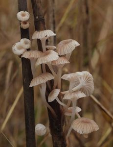 Helmovka Bellové - Mycena belliae (Johnst.) P.D. Orton 1960