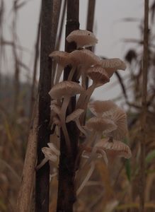 Helmovka Bellové - Mycena belliae (Johnst.) P.D. Orton 1960