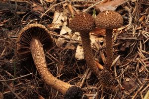 Vláknice štětinatá - Inocybe hystrix (Fr.) P.Karst 1879