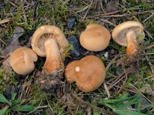 Čirůvka modřínová - Tricholoma psammopus (Kalchbr.) Quél.