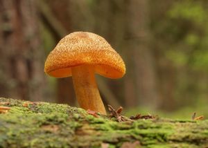 Šafránka ozdobná - Tricholomopsis decora (Fr.) Singer 1939