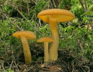 Šafránka ozdobná - Tricholomopsis decora (Fr.) Singer 1939