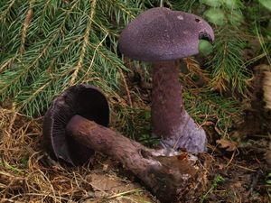 Pavučinec hercynský - Cortinarius hercynicus (Pers.) M.M.Moser