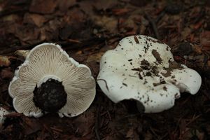 Čirůvka holubičí - Tricholoma columbetta (Fr.) P.Kumm.