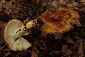 Holubinka hořkomandlová - Russula grata Britzelm. 1898