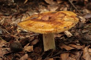 Holubinka hořkomandlová - Russula grata Britzelm. 1898