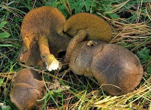 Klouzek limbový - Suillus plorans (Rolland) Kuntze 1898