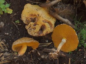 Klouzek sibiřský - Suillus americanus (Peck) Snell 1944