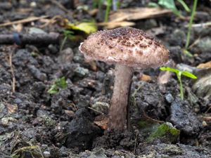 Bedla hnědovínová - Lepiota fuscovinacea