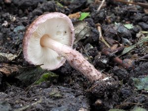 Bedla hnědovínová - Lepiota fuscovinacea