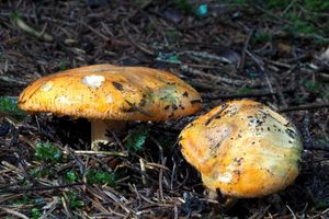 Čirůvka oranžová - Tricholoma aurantium (Schaeff.) Ricken