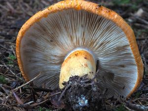 Čirůvka oranžová - Tricholoma aurantium (Schaeff.) Ricken