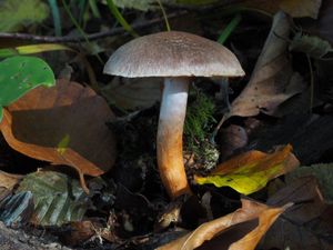 Pavučinec Bulliardův - Cortinarius (Telamonia) bulliardii ( Pers. )