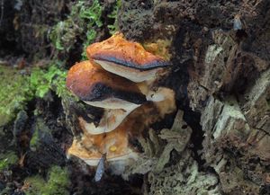 Outkovečka naoranžovělá - Antrodiella mentschulensis (Pilát ex Pilát) Ryvarden