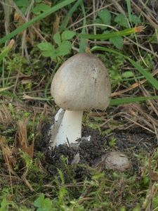 Kukmák okázalý - Volvariella speciosa ( Fr.: Fr. ) Singer