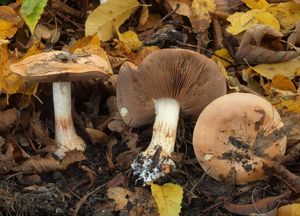 Pavučinec fialovolemý - Cortinarius arcuatorum Rob. Henry