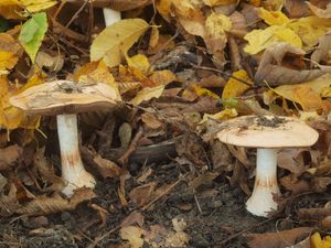 Pavučinec fialovolemý - Cortinarius arcuatorum Rob. Henry