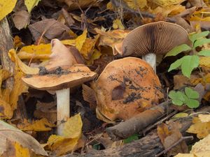 Pavučinec fialovolemý - Cortinarius arcuatorum Rob. Henry