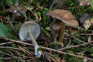 Tmavobělka drobnohlavá - Melanoleuca microcephala (P.Karst.) Singer