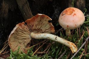 Šupinovka kozincová - Pholiota atragalina