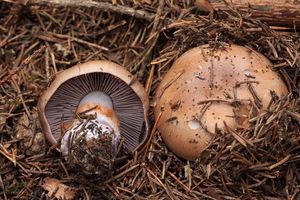 Pavučinec načervenalý - Cortinarius purpurascens Fr. 1938