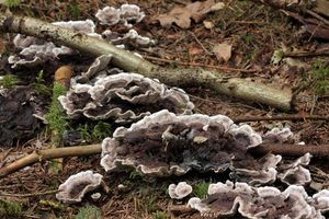 Lošáček tmavý - Phellodon melaleucus (Sowerby)P.Karst