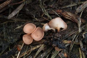 Hlízenka jetelová - Sclerotinia trifoliorum Erikss.