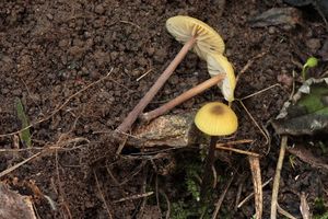 Závojenka játrová - Entoloma pleopodium (Bull.) Noordel.