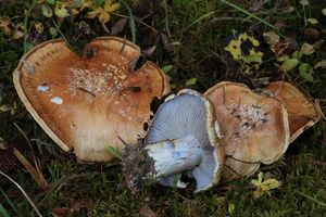 Pavučinec šedonohý - Cortinarius glaucopus (Schaeff.) Gray