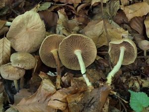 Penízovka hřebílkatá - Gymnopus peronatus (Bolton) Antonín et al.