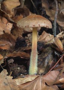 Penízovka hřebílkatá - Gymnopus peronatus (Bolton) Antonín et al.