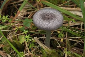 Závojenka Mougeotova - Entoloma mougeotii (Fr.) Hesler 1967