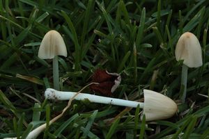 Čepičatka mléčná - Conocybe apala (Fr.) Arnolds