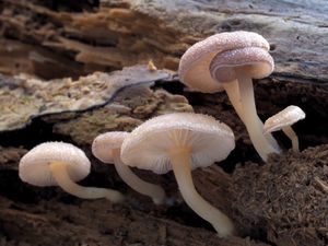 Strmělka opýřená - Trichocybe puberula (Kuyper) Vizzini