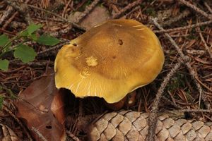 Čirůvka příbuzná - Tricholoma arvernense Bon 1976