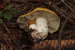 Čirůvka příbuzná - Tricholoma arvernense Bon 1976