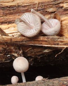 Helmovka červenobřitá - Mycena rubromarginata (Fr.) P. Kumm. 1871