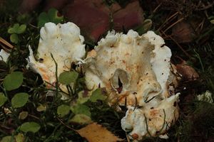 Krásnoporka borová - Albatrellus subrubescens (Murill) Pouzar