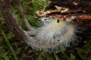 Helmovka mléčná - Mycena galopus (Pers.) P. Kumm. 1871