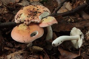 Holubinka jitřenková - Russula aurora Krombh. 1836