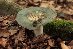 Holubinka podmračná - Russula parazurea Jul. Schäff. 1931