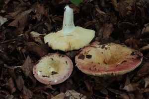 Holubinka krátkonohá - Russula curtipes F.H. Møller & Jul. Schäff. 1935