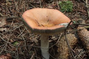 Holubinka odbarvená - Russula decolorans (Fr.) Fr. 1838